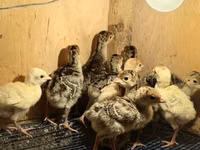 Turkeys — foto 3