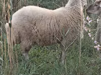 Bélier, Moutons — photo 1