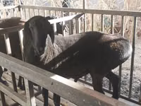 Baran, Aland sheep — zdjęcie 2