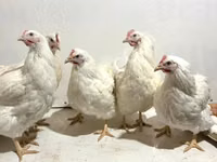 Chickens — Foto 5