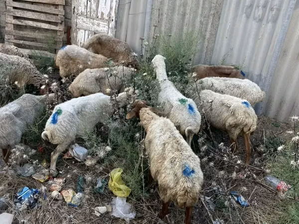 ვერძი, ცხვრები