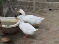 Německý pekin — foto 4