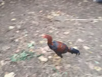 Chickens — photo 1