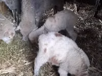 Sheep, Sheep — photo 1