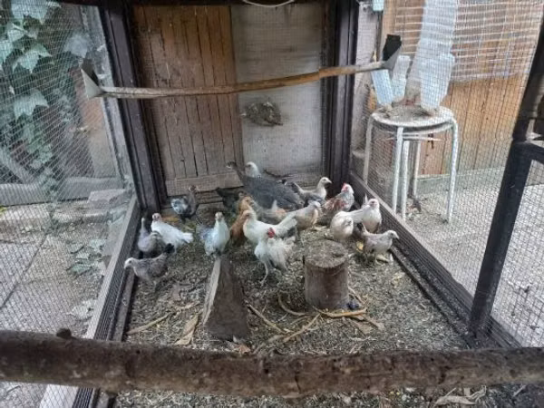 Hollanda Cüce