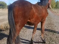 Kůň, Hungarian horse breed — foto 3