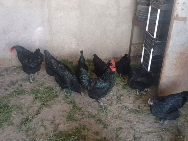 Chickens — அசர்பைஜான்