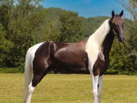Hengst, Tennessee Walking Horse — Foto 3