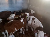 Taureau, Simmental cattle — photo 1