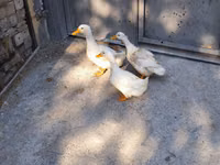 Deutscher Pekin — Foto 4