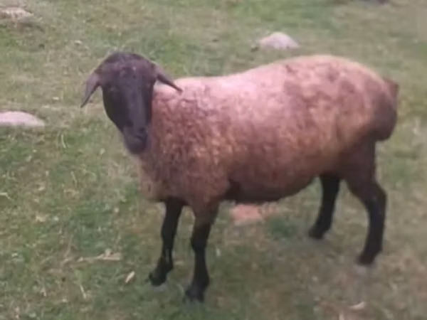 Brebis, Moutons