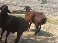 羊（ロット、性別未指定）, Jaidara sheep — 写真 3
