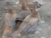 Ducks — foto 2