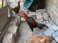 Chickens — ფოტო 7
