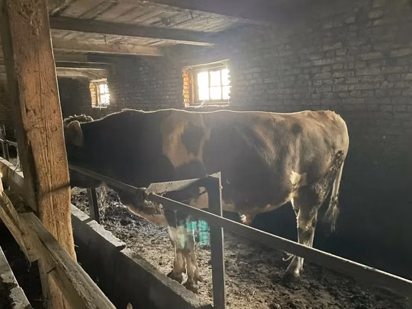 Toro, Ganado vacuno