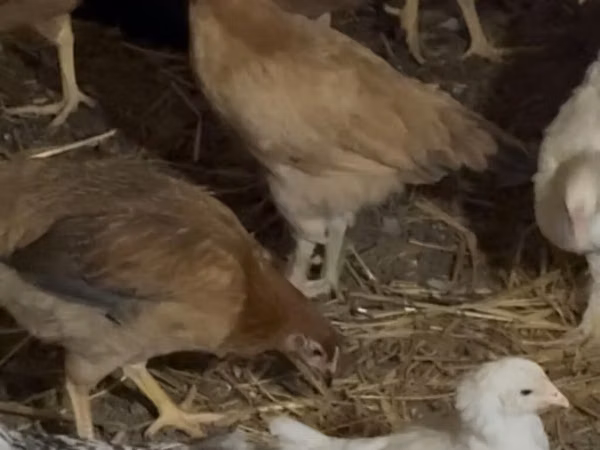 Chickens