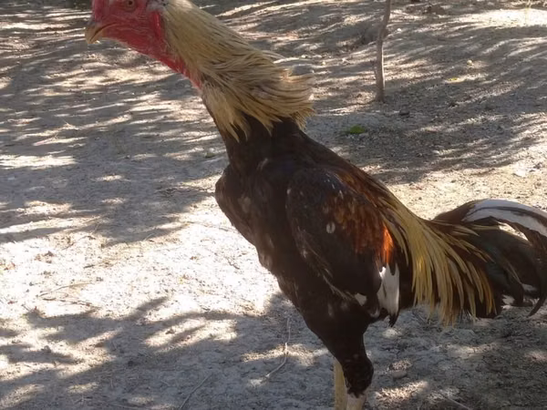 Chickens