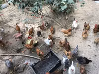 Chickens — zdjęcie 2