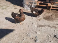 Ducks — zdjęcie 1