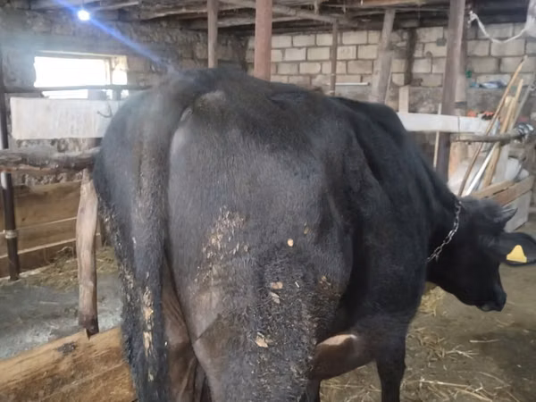 公牛, Cattle