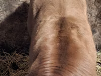 Bull, Simmental cattle — photo 4