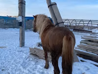 At, Yakutian horse — foto 1