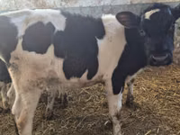 காளை, Russian Black pied cattle — புகைப்படம் 1