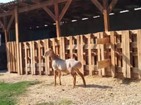 Bélier, Edilbay sheep — photo 2