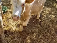 காளை, Simmental cattle — புகைப்படம் 8