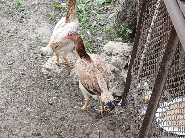 Chickens — Azerbaïdjan