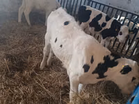 காளை, Russian Black pied cattle — புகைப்படம் 6