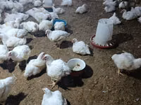 Chickens — الصورة 3