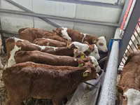 Бұқа, Simmental cattle — 2-сурет