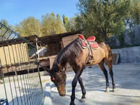 Kůň, Thoroughbred horse — foto 2