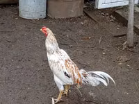 Chickens — الصورة 6