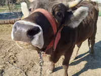 母牛, Swiss cattle — 照片 2