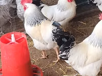 एडलर सिल्वर — फ़ोटो 3