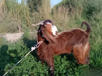 Dişi keçi, Beetal goats — foto 2
