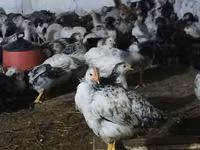Chickens — foto 1