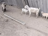 Cabra, Cabras — foto 6