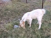 تيس, Boer goat — الصورة 2