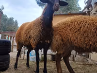ஆண் ஆடு, Blackheaded Persian sheep — புகைப்படம் 3