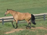 Jument, Missouri foxtrotter — photo 2
