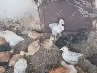 Chickens — ფოტო 4