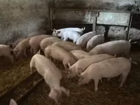 Чочколор (партия, жынысы көрсөтүлгөн эмес) — сүрөт 3