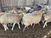نعجة, الأغنام — الصورة 7