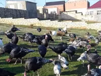 Chickens — Foto 5