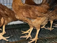 Chickens — zdjęcie 1