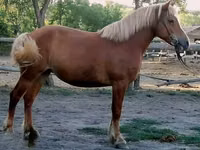 Jument, Haflinger — photo 4
