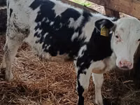 Sigir, Russian Black pied cattle — 2-rasm